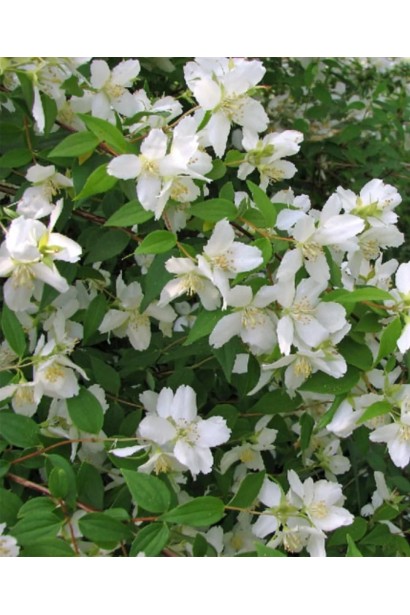 Чубушник / Жасмін гібридний Старбрайт